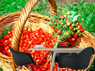 Фотошпалери Суниця - 1