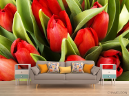 Фотообои красные тюльпаны - 1