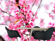 Фотошпалери Квітуче рожеве дерево - 1