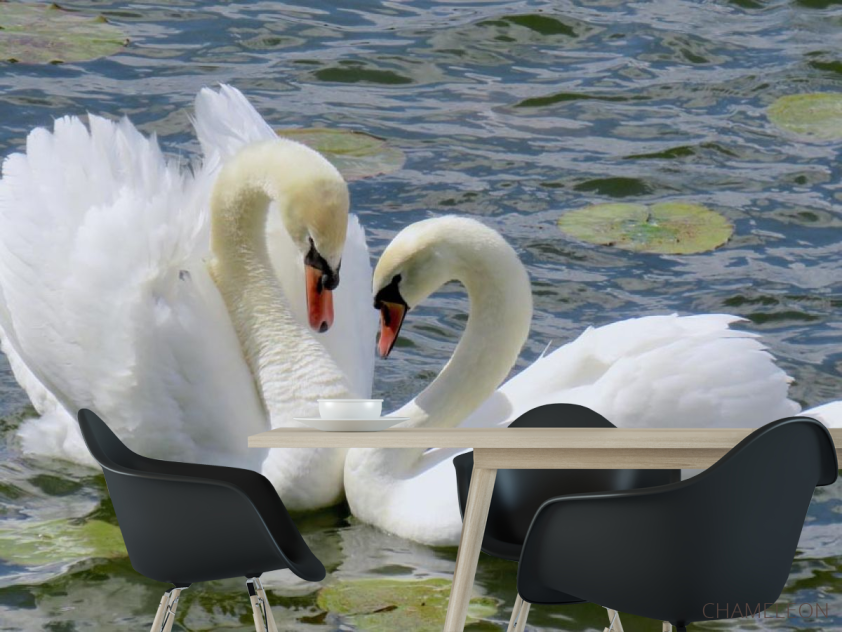 Фотошпалери два лебедя - 1