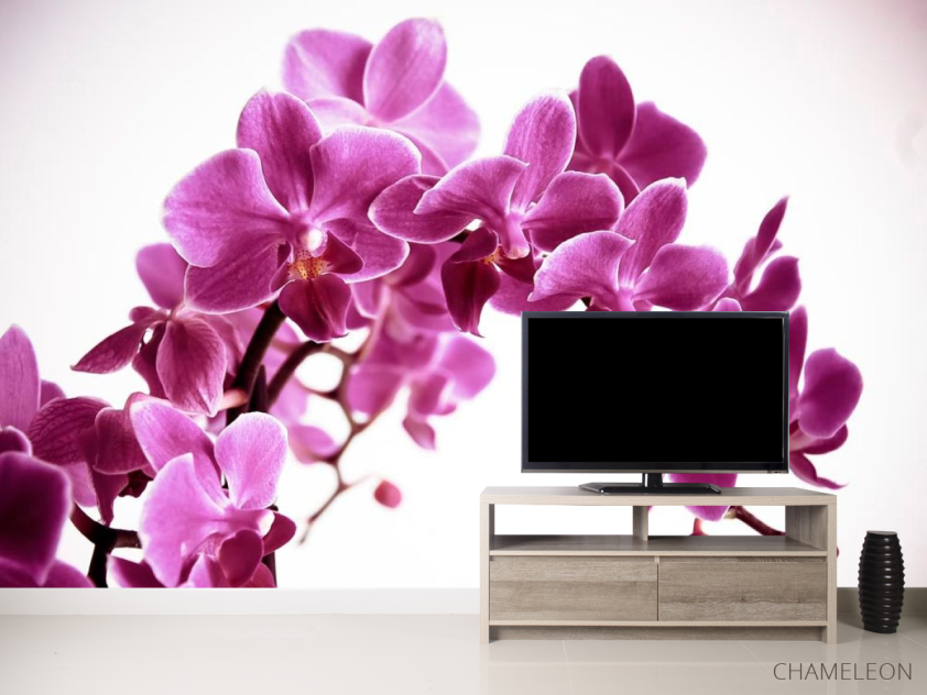 Фотообои Орхидея - 2