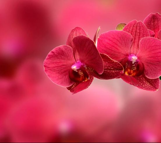 Фотообои Красные орхидеи 10150