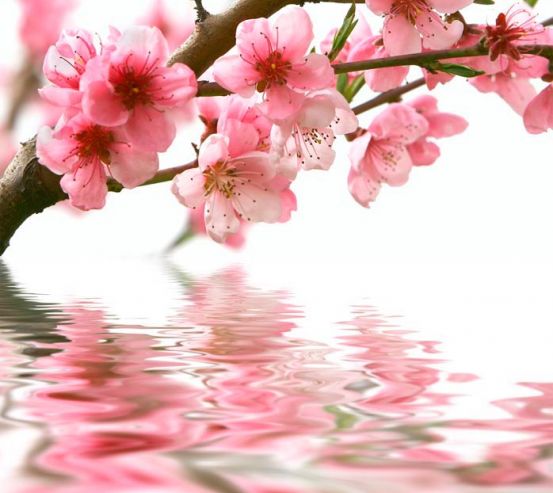 Фотообои Розовые цветки и вода 7930
