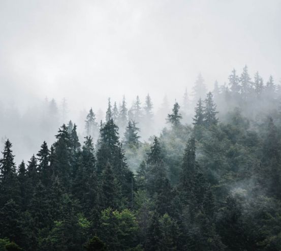 Фотообои Туманный лес 27086