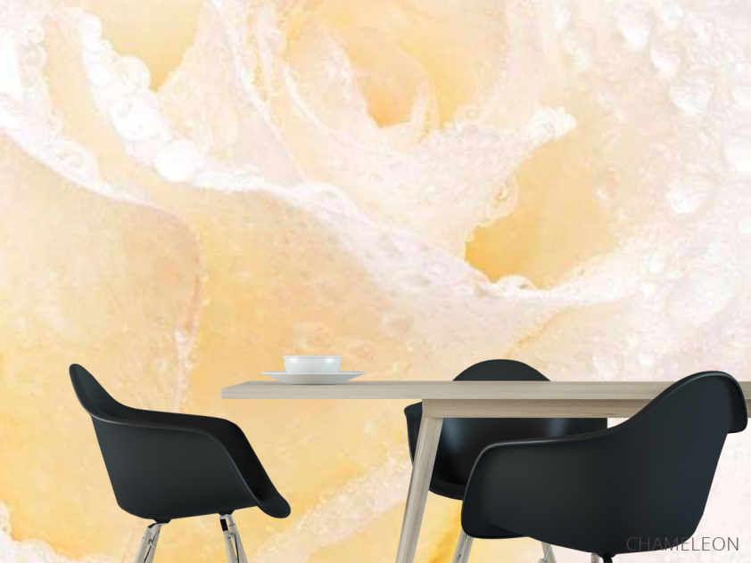 Фотошпалери Распустившаяся троянда білосніжна - 1