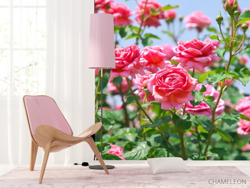 Фотошпалери кущі троянд - 4