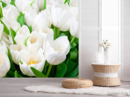 Фотошпалери Тюльпани білосніжні - 2