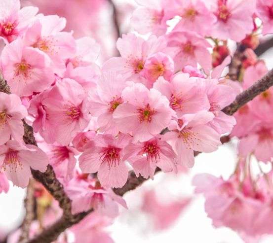 Фотообои две ветки сакуры 21571