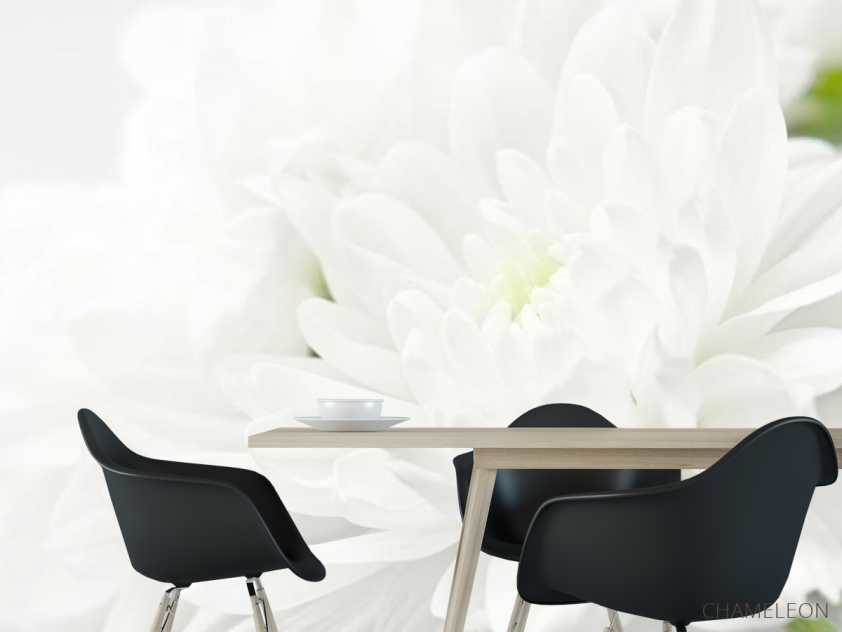 Фотошпалери Білі хризантеми - 1