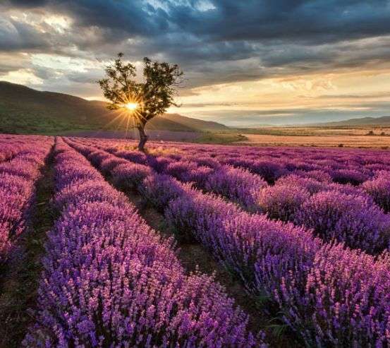 Фотошпалери лавандове поле 29961