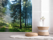 Фотошпалери Дерева в лісі - 2
