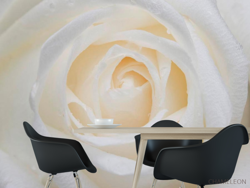 Фотообои Распустилась белая роза - 1