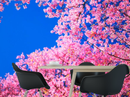 Фотошпалери Сакура цвіте - 1