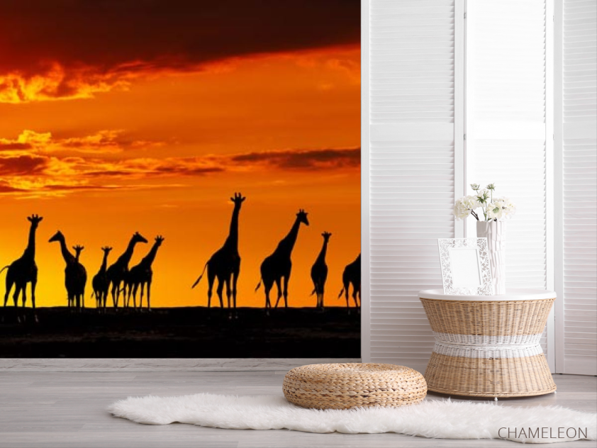 Фотошпалери багато жирафів і захід - 2