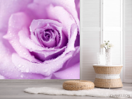 Фотошпалери троянда - 2