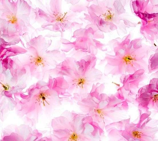 Фотообои Акварельные цветы 18682