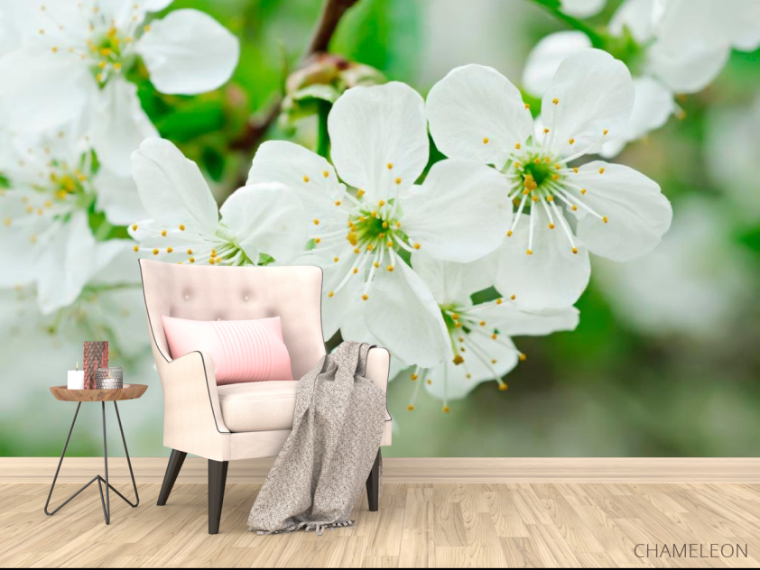 Фотообои Черешня цветет - 4