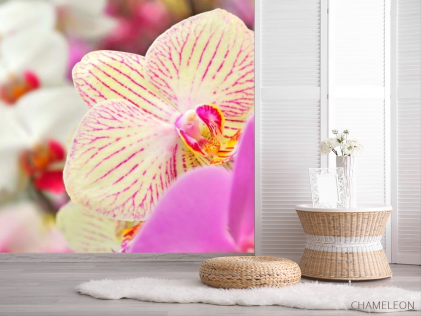 Фотошпалери Орхідеї в цяточку - 2