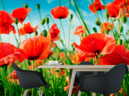 Фотошпалери Маки в літньому полі - 1