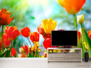 Фотообои Тюльпаны разноцветные - 2