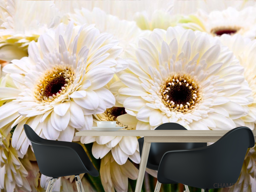 Фотошпалери кремова гербера - 1