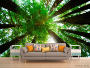 Фотообои Деревья, вверх - 1