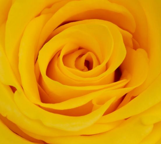 Фотообои желтая роза 20603