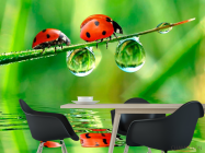 Фотошпалери Сонечка - 1