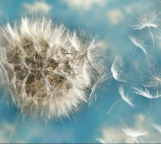 Фотообои одуванчики Фотообои одуванчики 25010