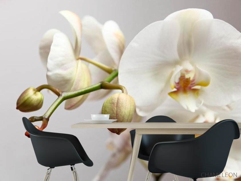 Фотошпалери Орхідея білосніжна - 1