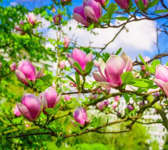 Фотообои магнолии розовые на деревьях 21312