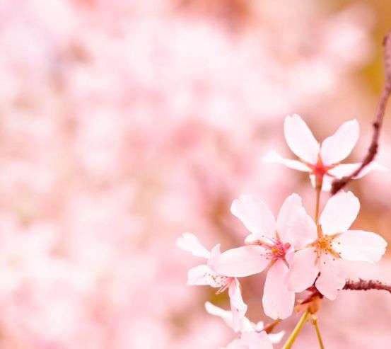 Фотообои Тонколистные цветы 5562