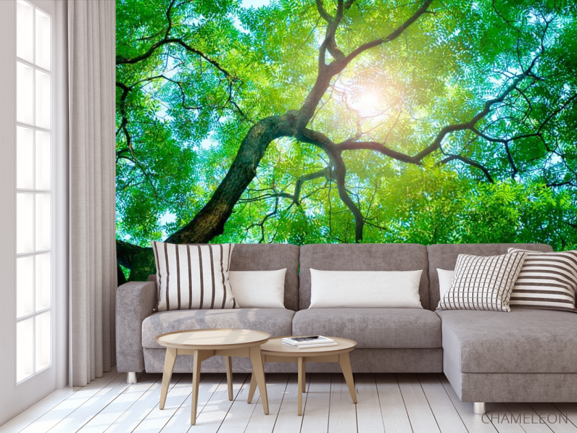 Фотообои Дерево, солнце - 3