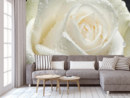 Фотообои Роза белая крупным планом - 3