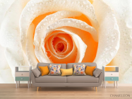 Фотообои Роза кремовая макро-съемка - 1