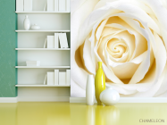 Фотошпалери Бежево-біла трояндочка - 3