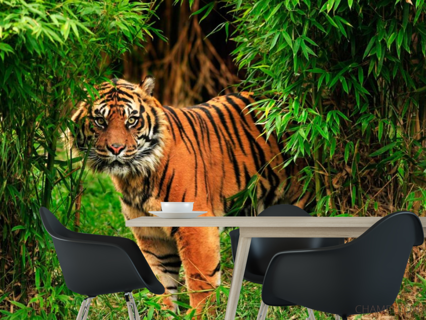 Фотошпалери Тигр в заростях - 1