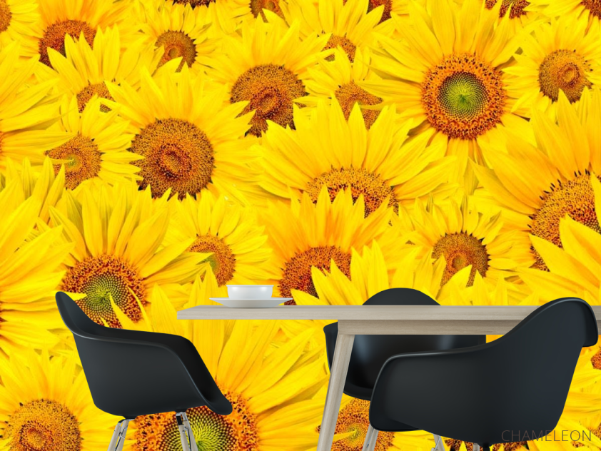 Фотошпалери Поле соняшників - 1