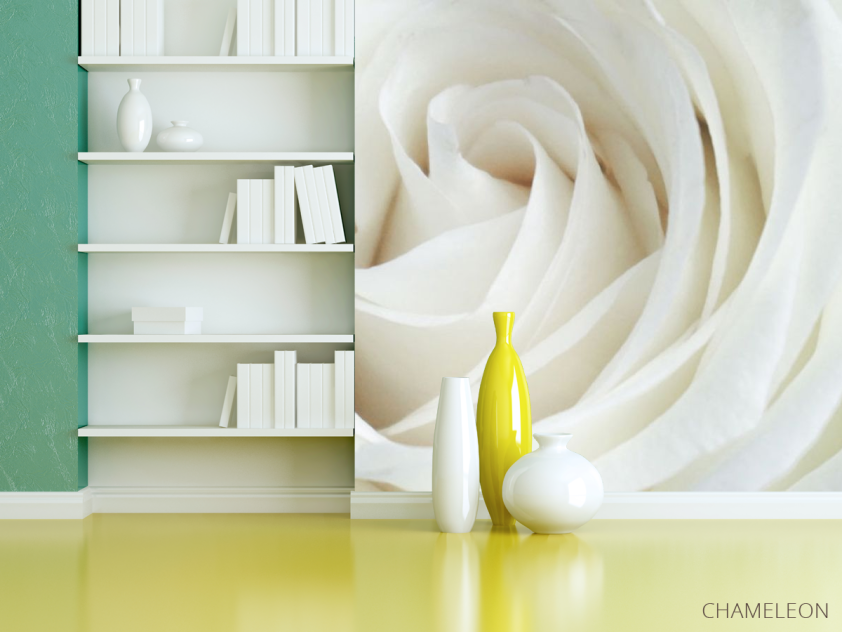 Фотошпалери Біла троянда - 3