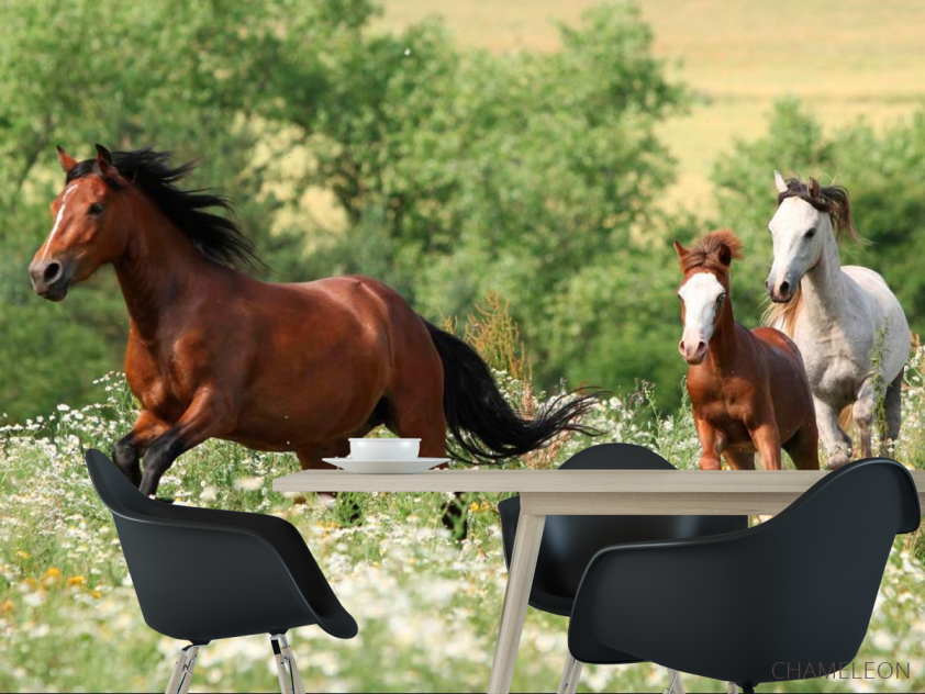 Фотошпалери Коні на лузі - 1