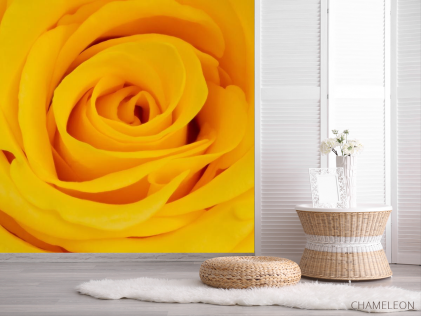 Фотошпалери жовта троянда - 2