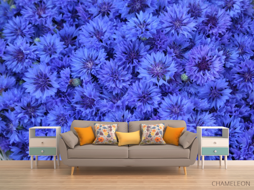 Фотообои синий Остеоспермум - 1