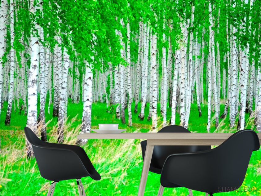 Фотошпалери Березовий гай, ліс - 1
