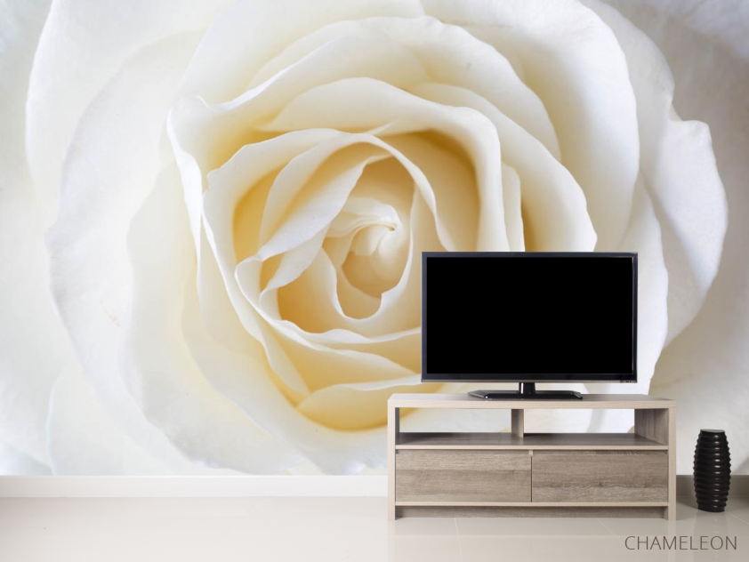 Фотообои белая роза - 2