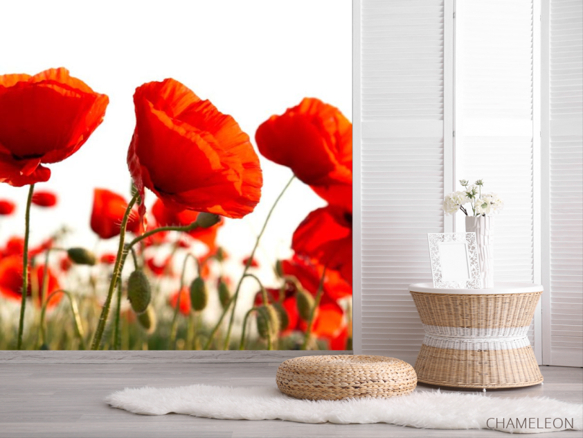 Фотошпалери Маків червоних полі - 2