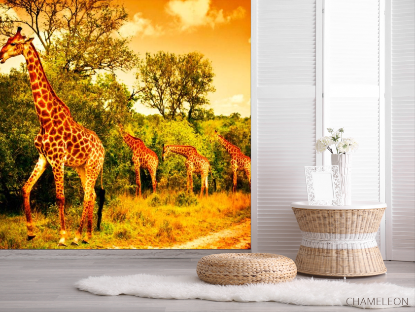 Фотошпалери Жирафи на пасовищі - 2