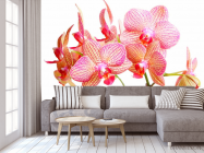 Фотообои Бежево-розовые орхидеи - 3