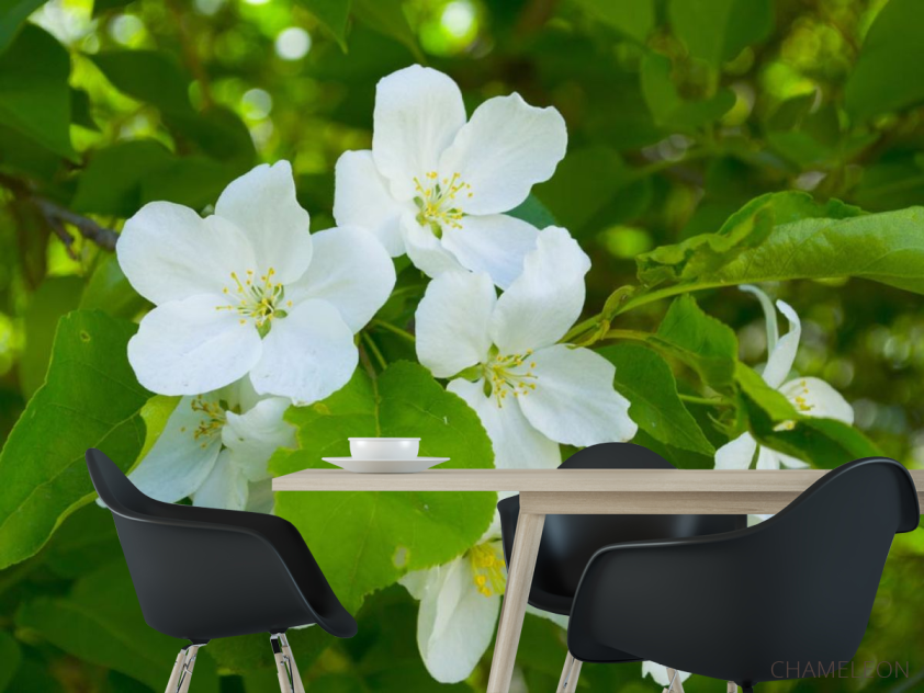 Фотошпалери Чубушник - 1