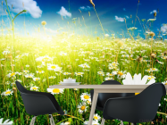 Фотошпалери Схід у ромашкове поле - 1