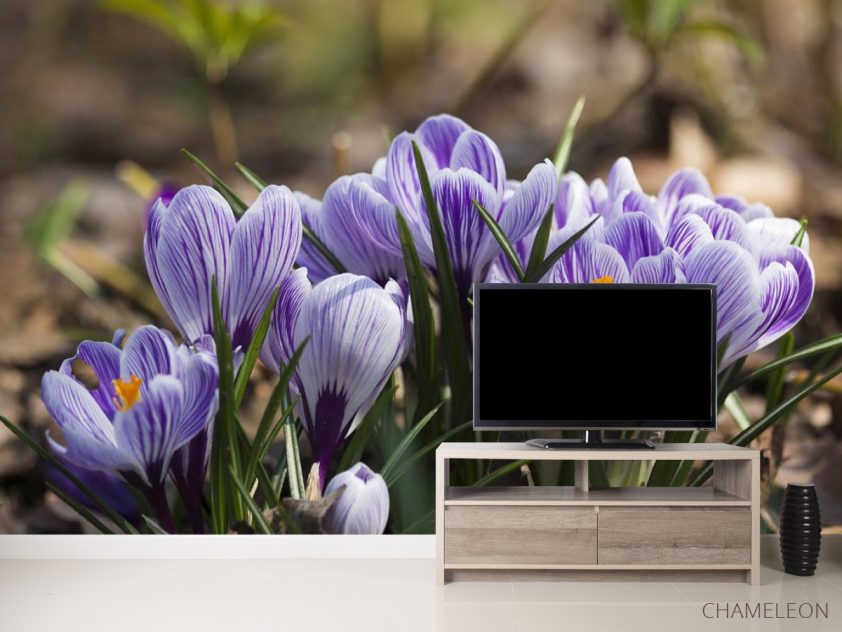 Фотообои Крокусы фиолетовые - 2